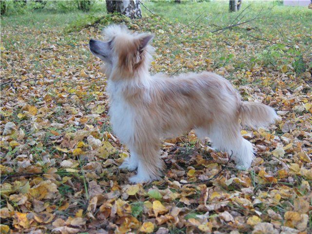 Monidgi Glamyrnaya Nektarinka