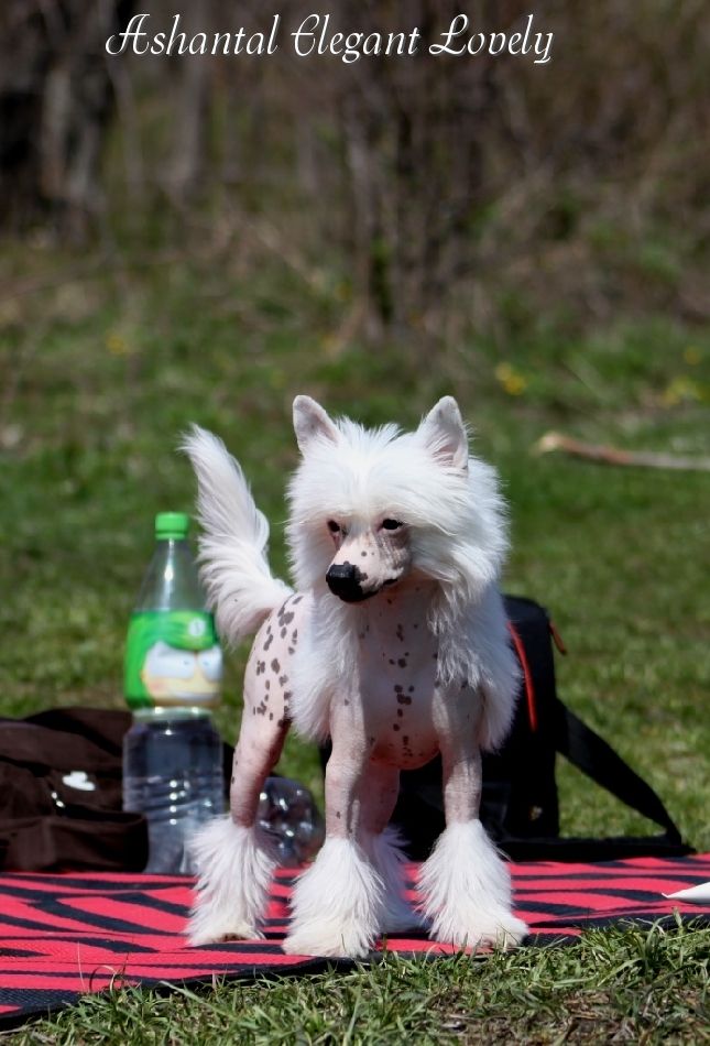 Ashantal Elegant Lovely