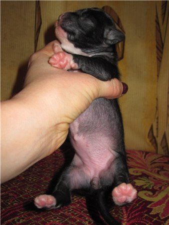 Al'nes Sheriatta Andromeda