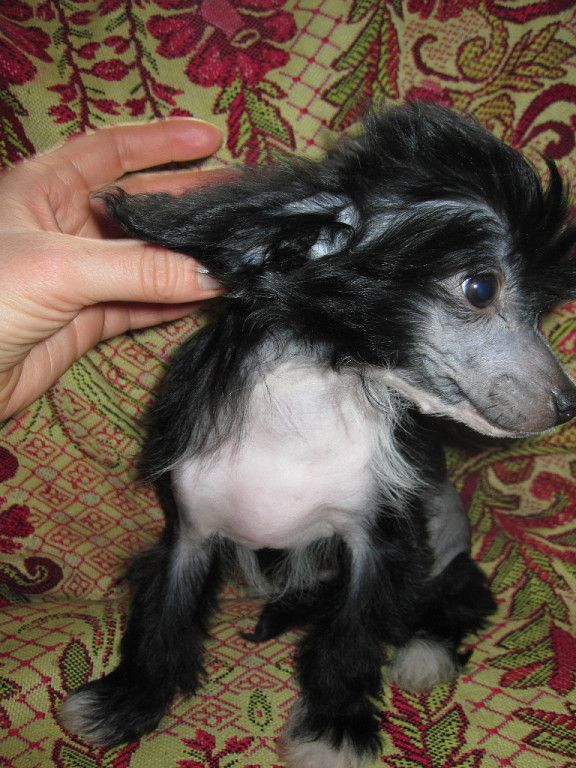 Al'nes Sheriatta Afina