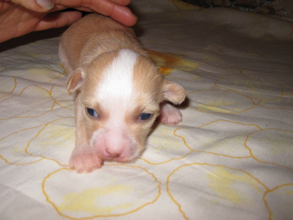 Al'nes Sheriatta Afroditta