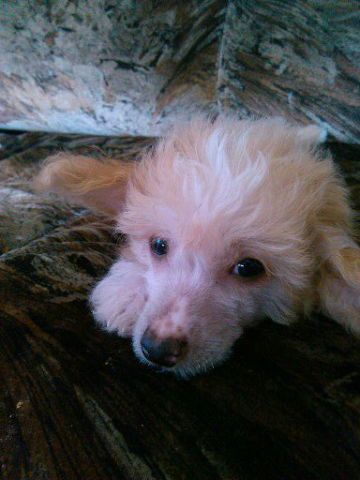 Al'nes  Sheriatta Appolon