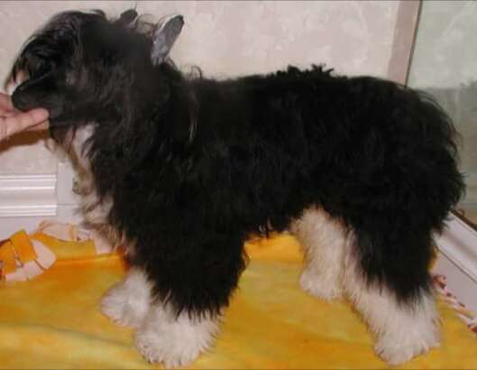 Mar-Sal Black Tye Affair by Starlyte