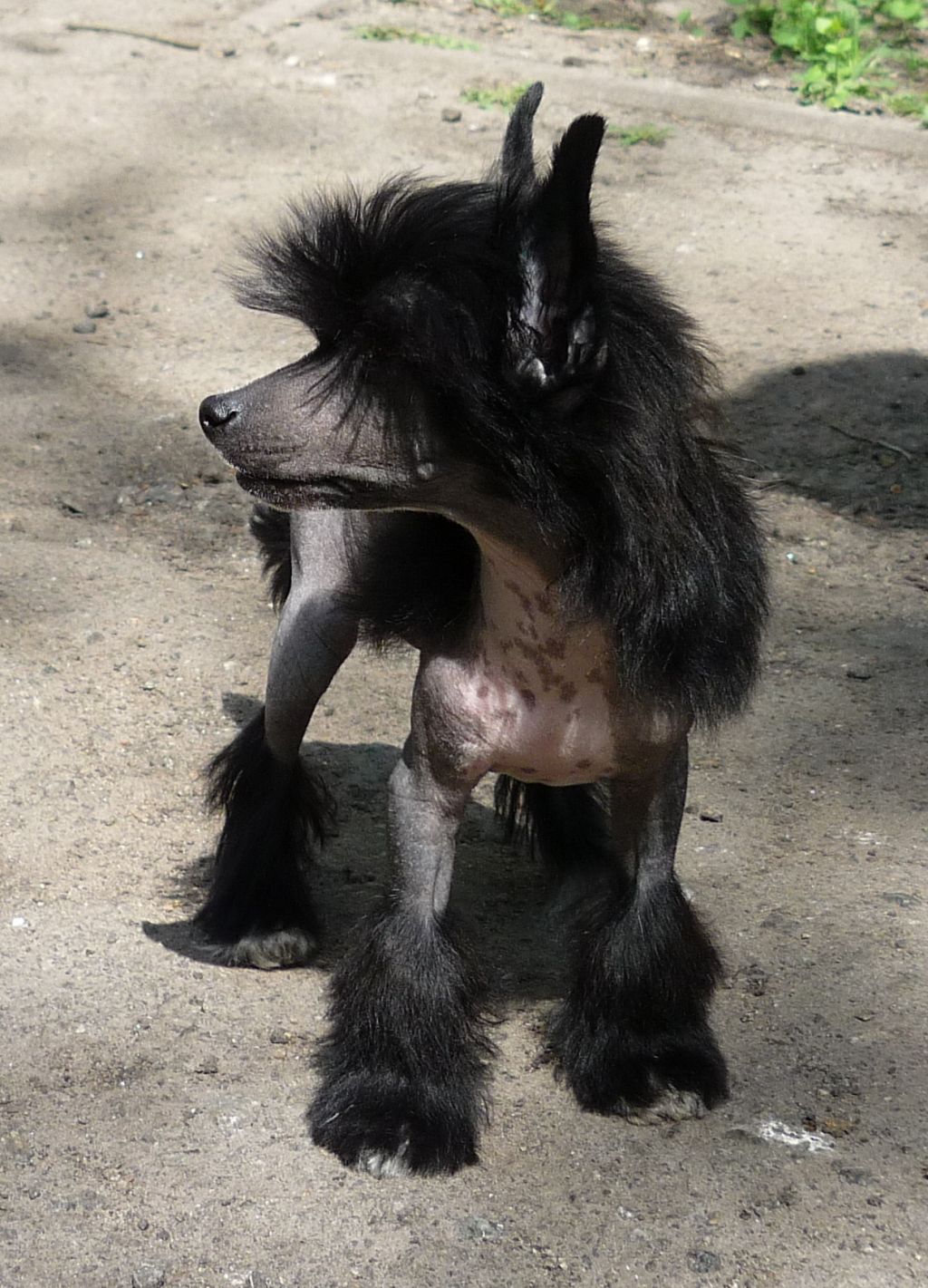 Legion Of Dream Jean Jacques