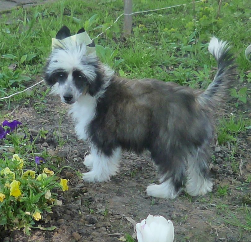 Legion Of Dream Jennie