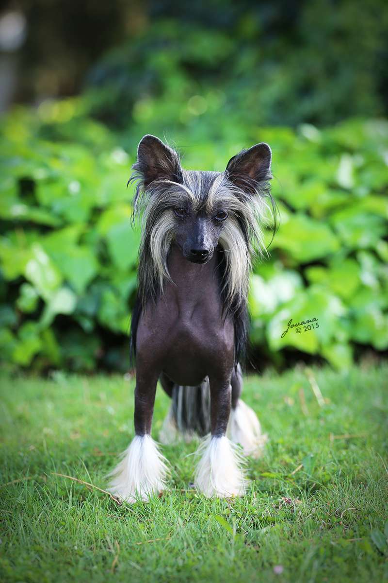 ICh Dazhou Santa la Vida