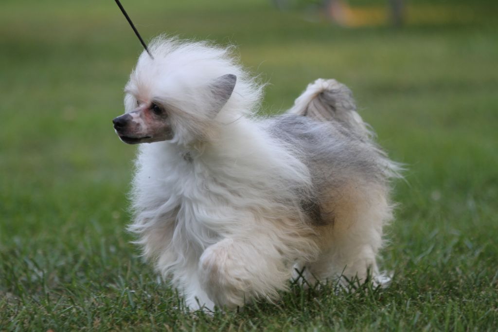 CH Famous Heir to the Bare-On Legacy