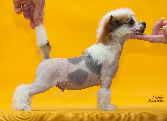 LoveMagic Laurus Nobilis