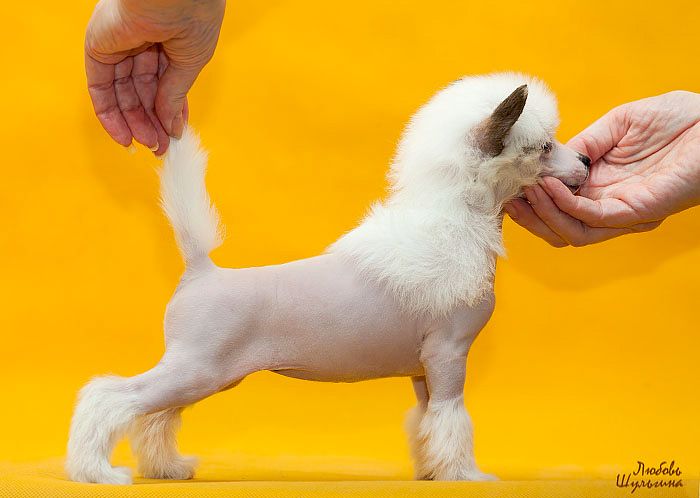 LoveMagic Little Caprice Queen