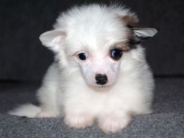 Ksolo Club Decent Bright Success