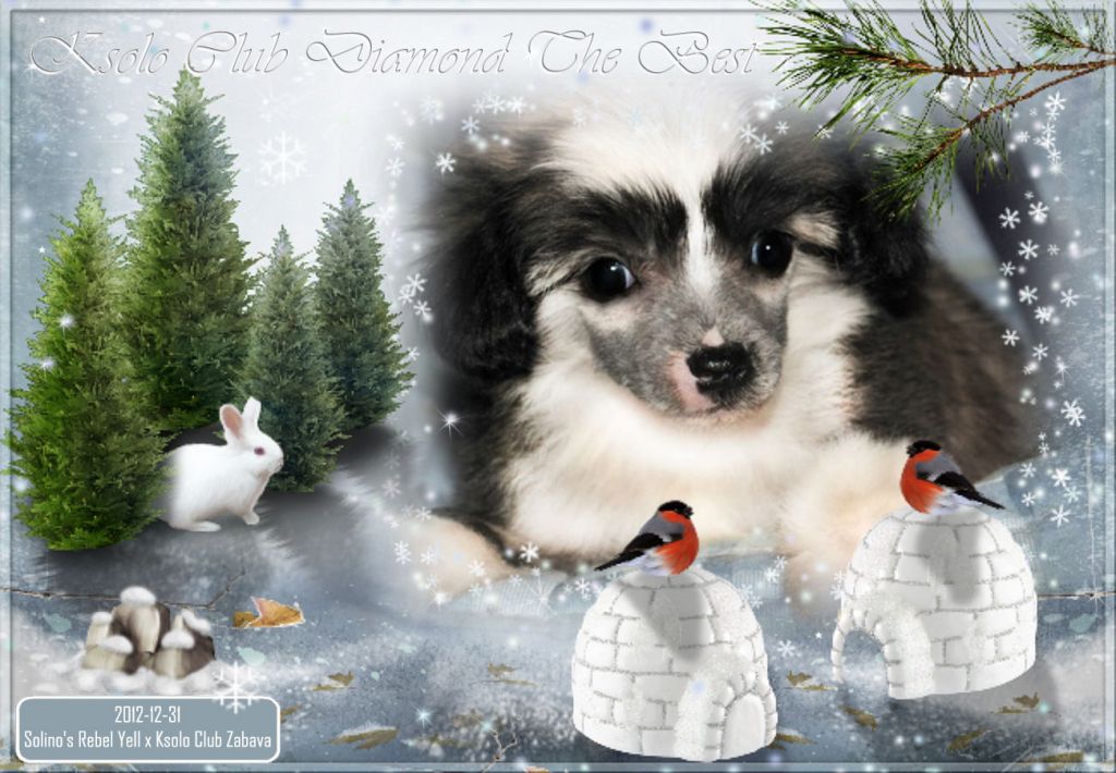 Ksolo Club Diamond The Best