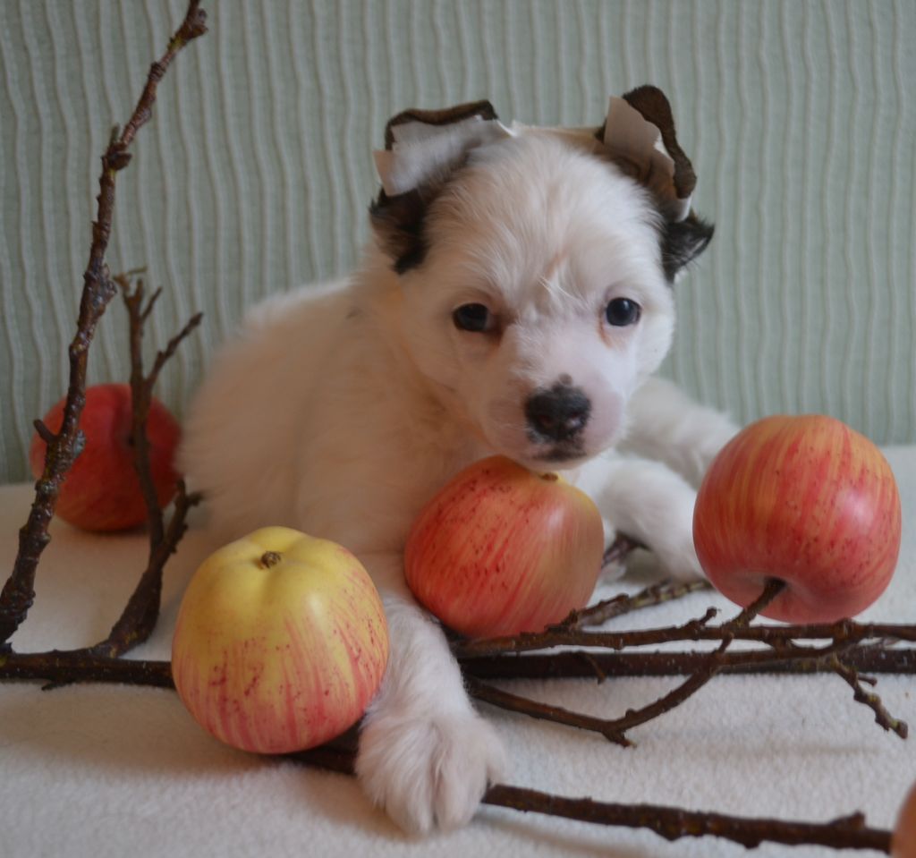 GOLLEND Obayatelniy Blondin