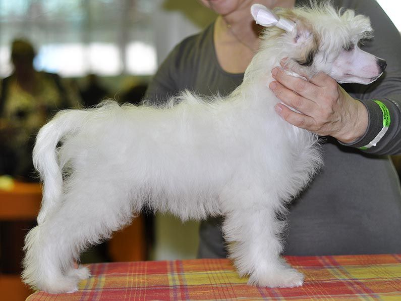 Gollend  Ochei Ocharovanie