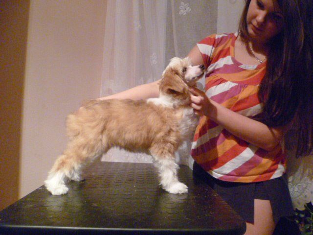 FANNY Novozamocka hviezda