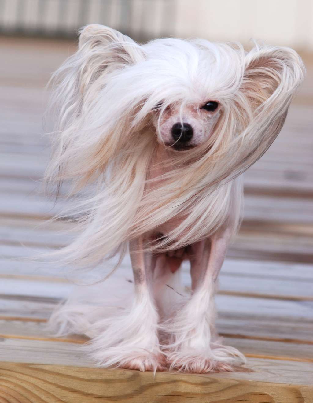 Flywheel's Scarlet Gold