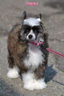 Abygail Star Pretty Sweet