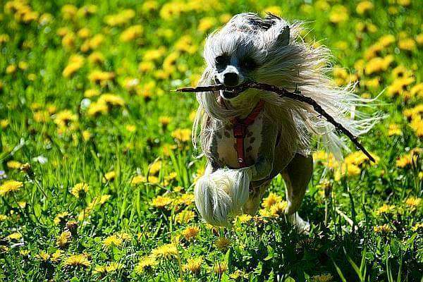 Adia Mio Pretty Sweet