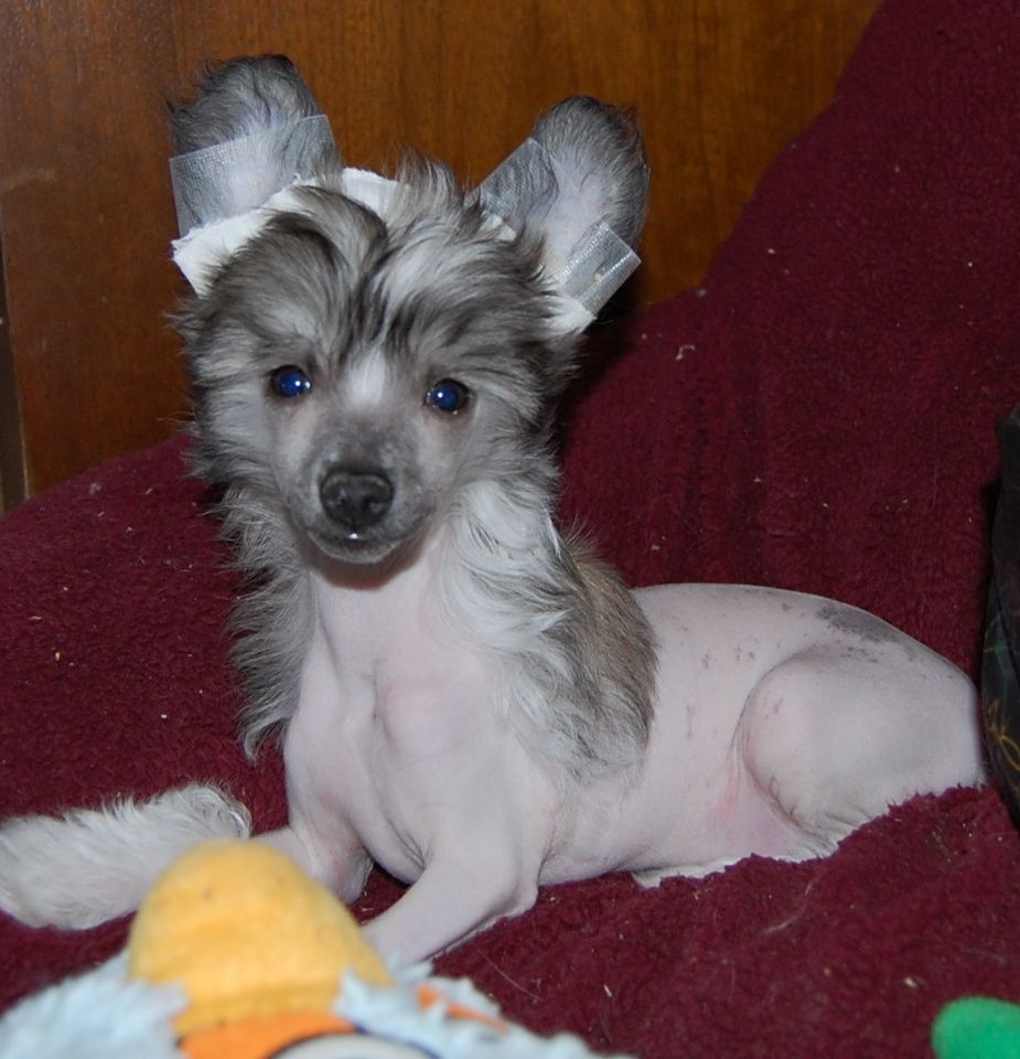 Crestyle's Special Blend Hl