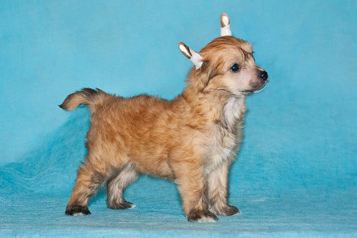 Status Imperial Google