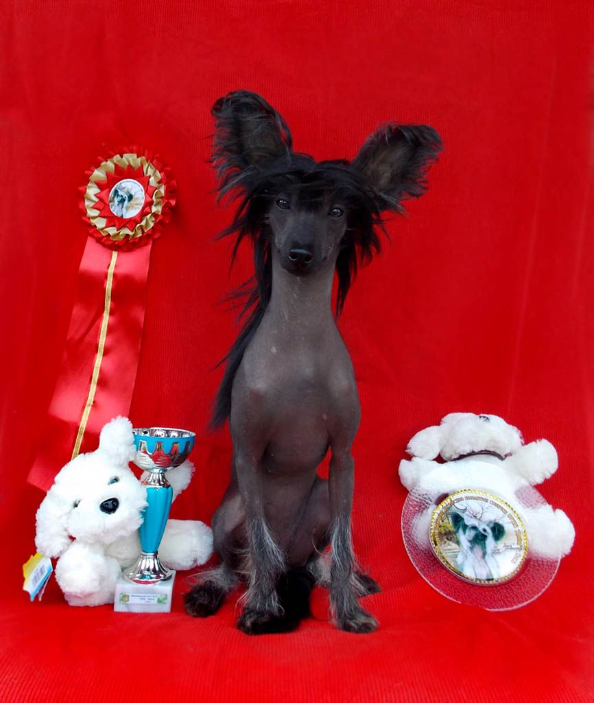 Sharol Shi Cuba Liberty