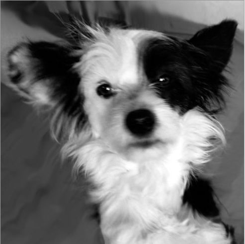 Edcullen's Glade Caresse du Miracle