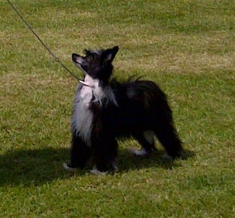 Zucci.Naughty but Nice