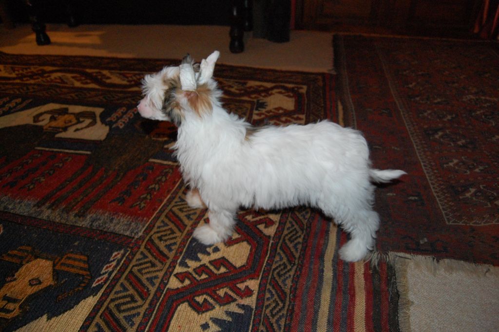 Zucci's hot and spicey............