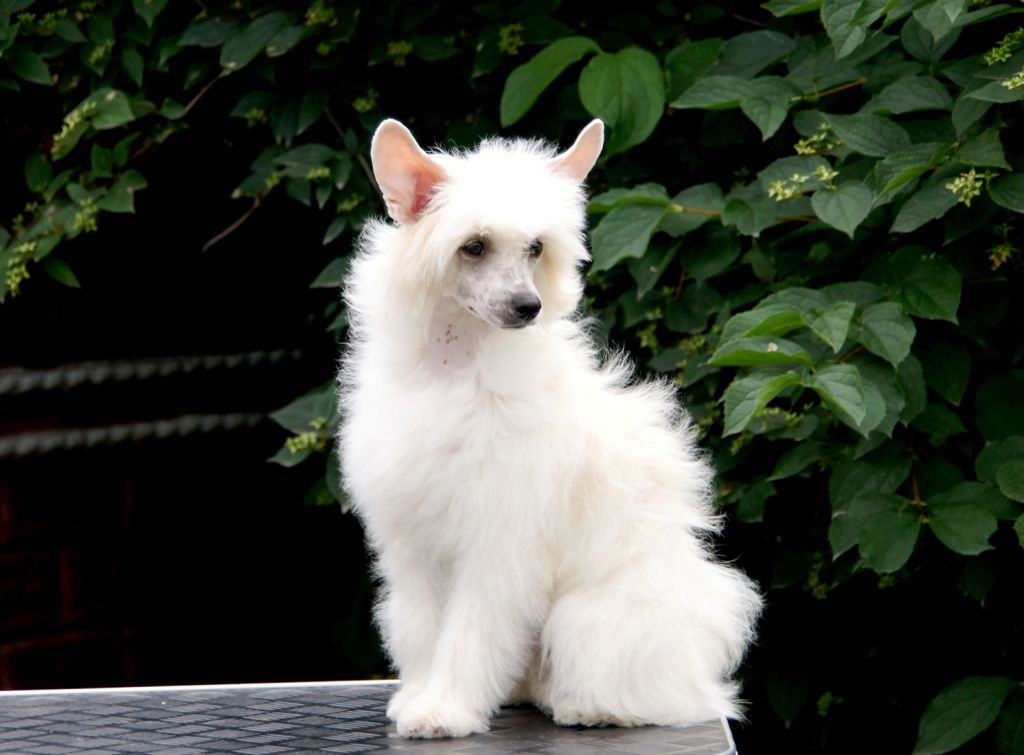 Chinese Silk Almires