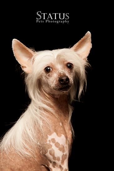 Made In Heaven De Boscardini