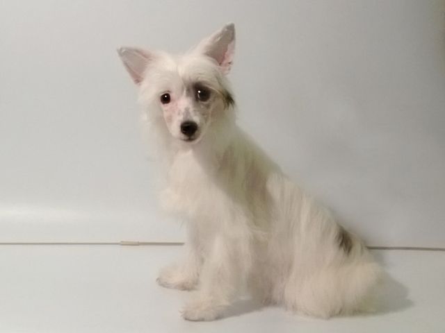 Fantaziya Ksolo iz Zelenoy Roshi