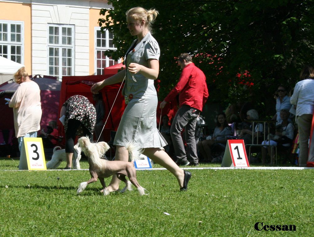 Twilight Dreamstar's Chiwaz Regal