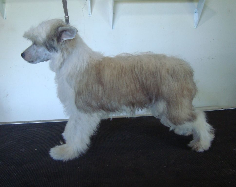 Panthro Praia do Sossego