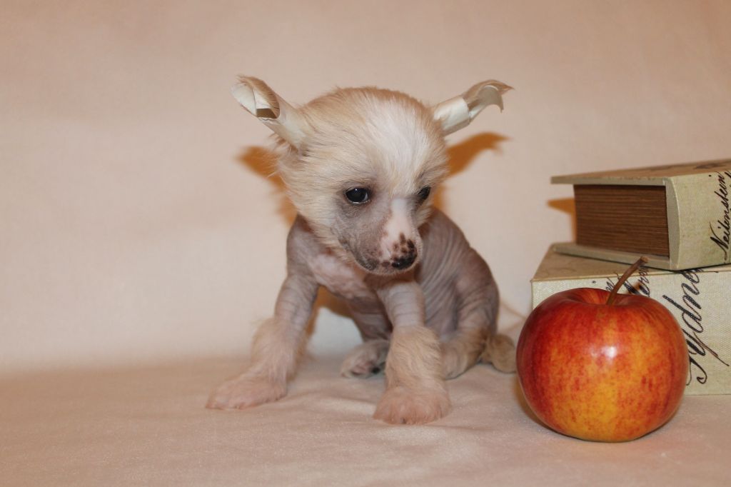 Ins Lucky Star Forward