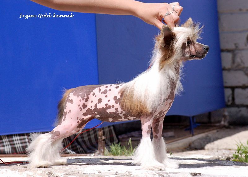 Irgen Gold Chicago Judy