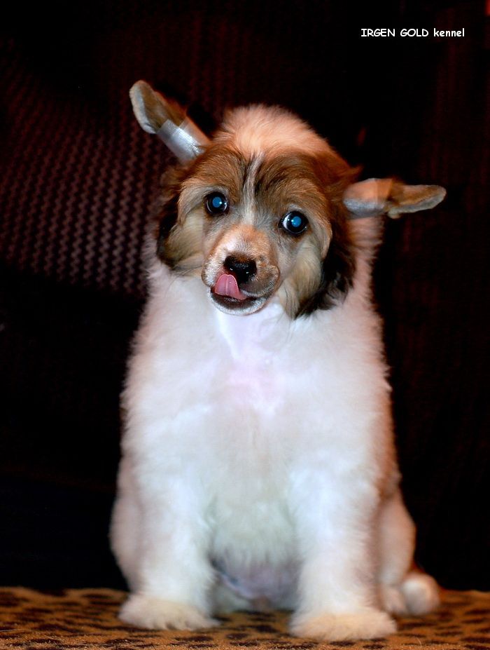 Irgen Gold Chiasanta