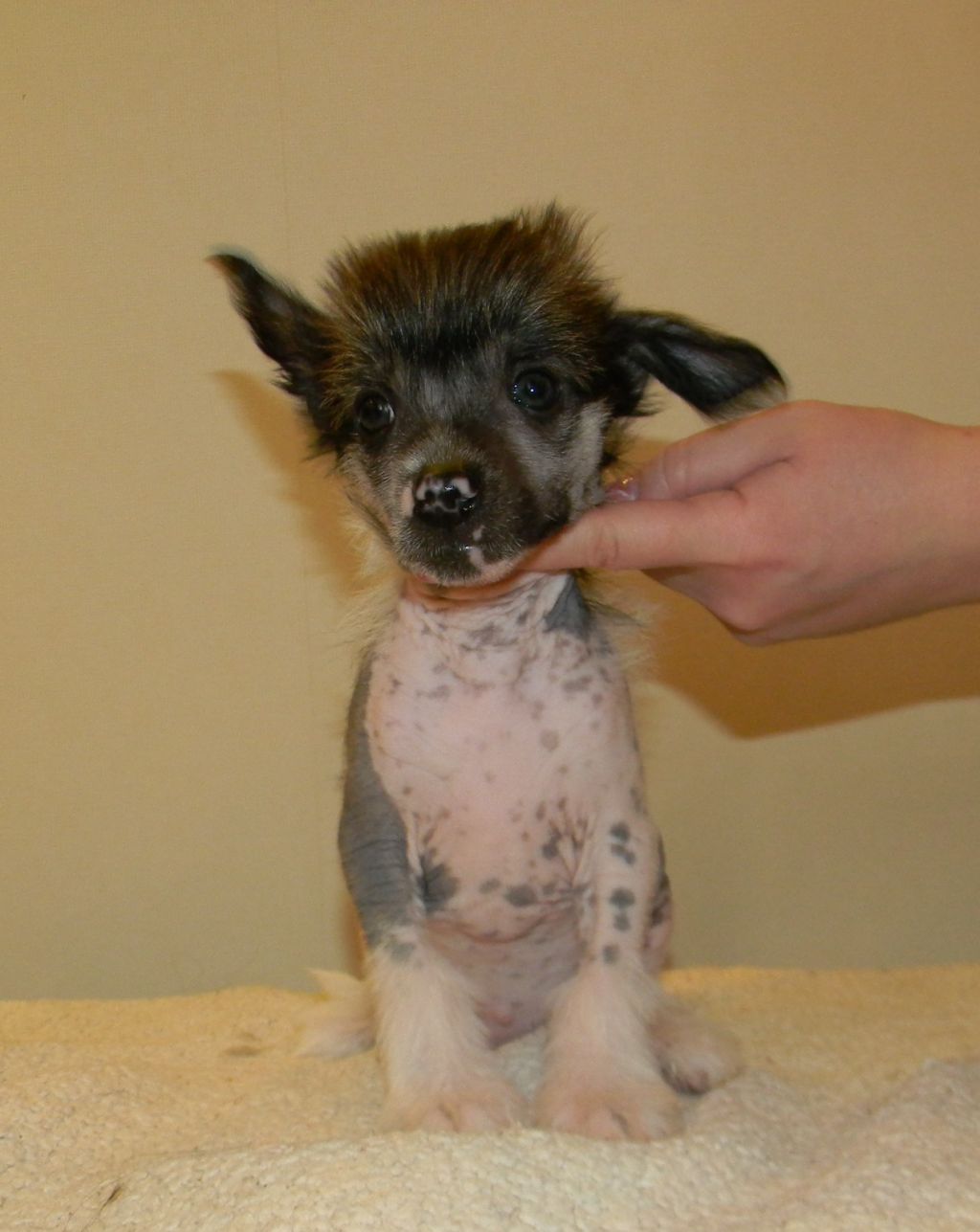 Ognenny Lotos Meifeng Krasivyi Veter