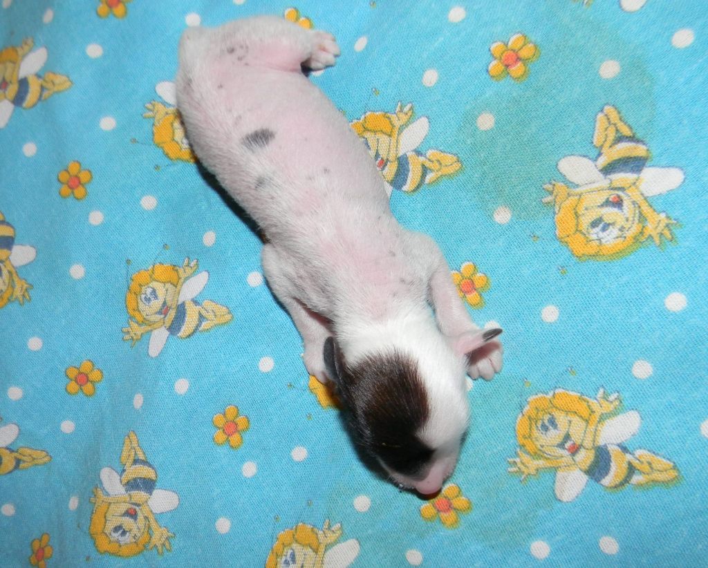 Ognenny Lotos Mikel'