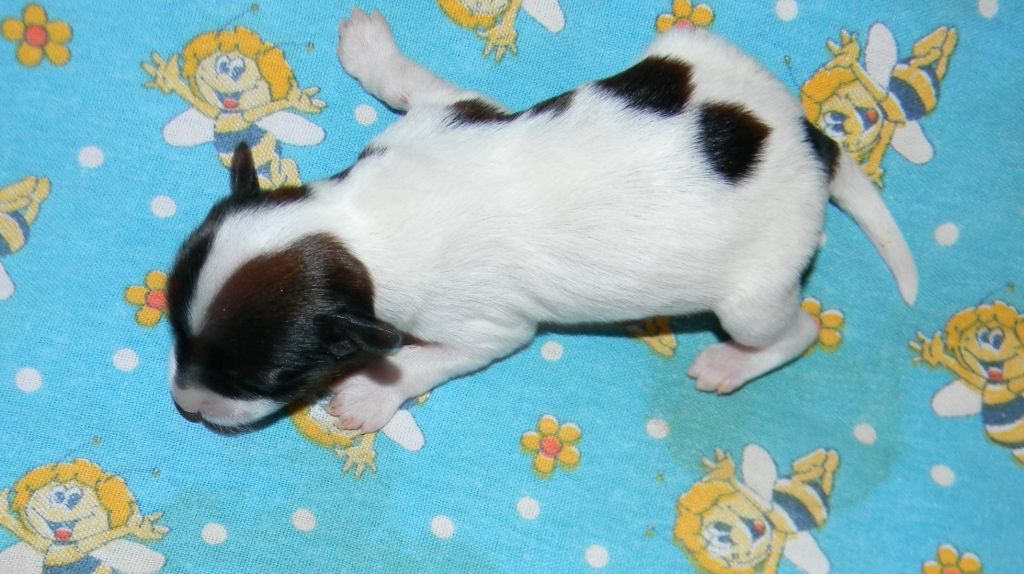 Ognenny Lotos Monika