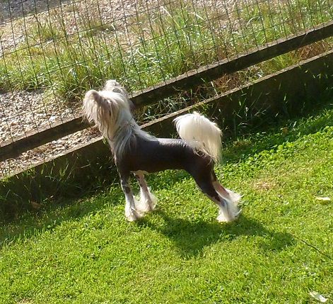 Cat's China Dogs Princess Victoria