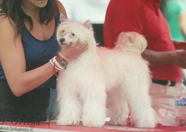 Phantom Girl De Bandedogge