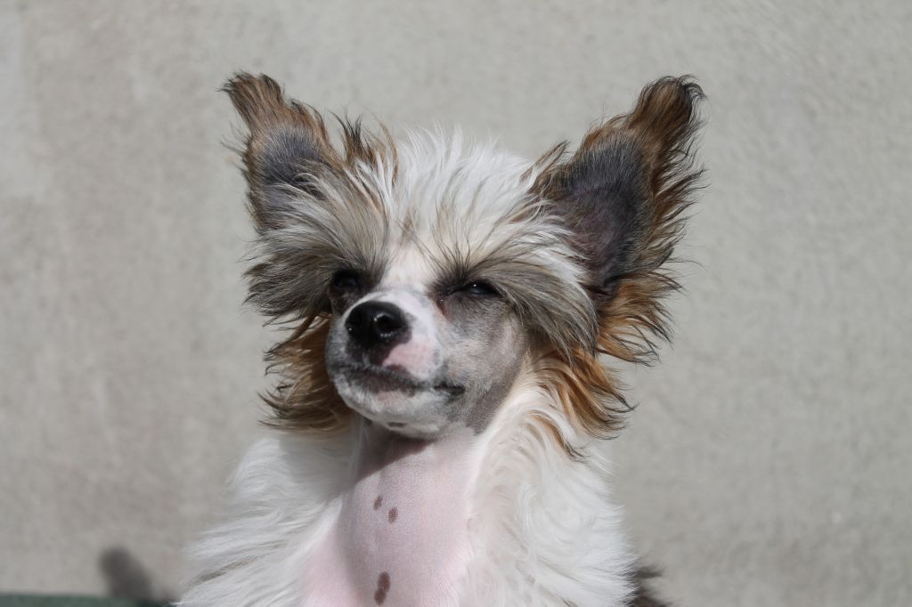 Curlycrest's My Valentine