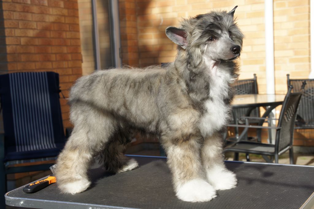 Ying Yang's Cosmo Kramer