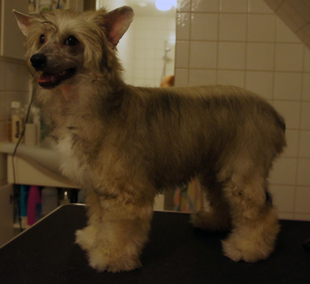 Ying Yang's Chickie Mickie