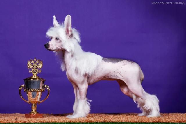 Hohlatiy glamour Nevada