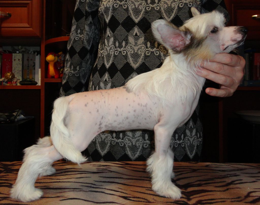 Hohlatiy glamour Nancy