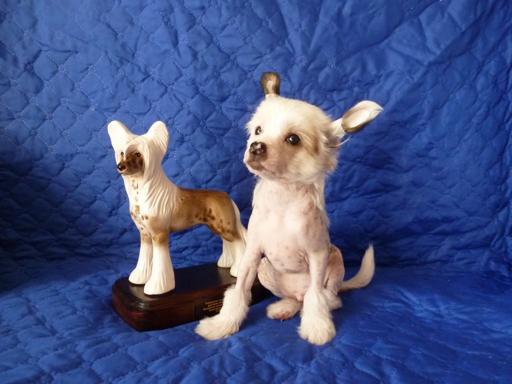 Dorian Pet Of Destiny