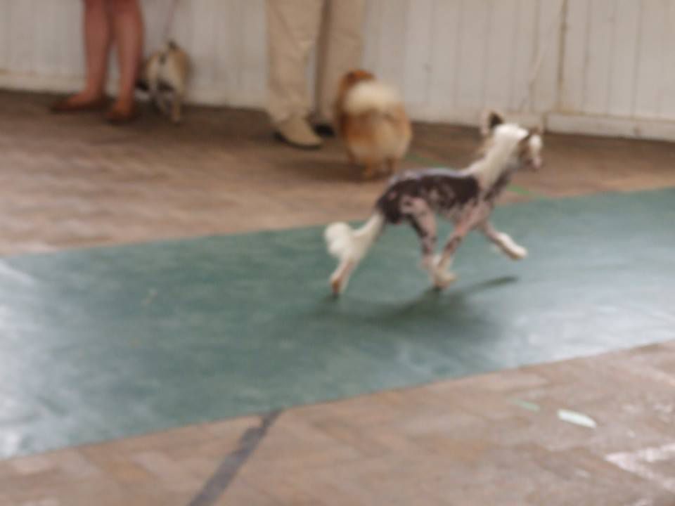 Jattard Duke Blizzard For Zerachiel JW