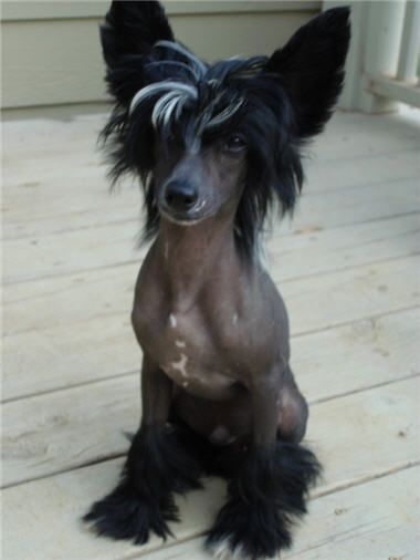 Applelou Midnight Rendezvous