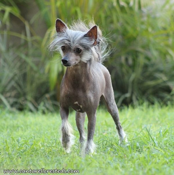 She Looks Like an Old Ladie (Tamayo)