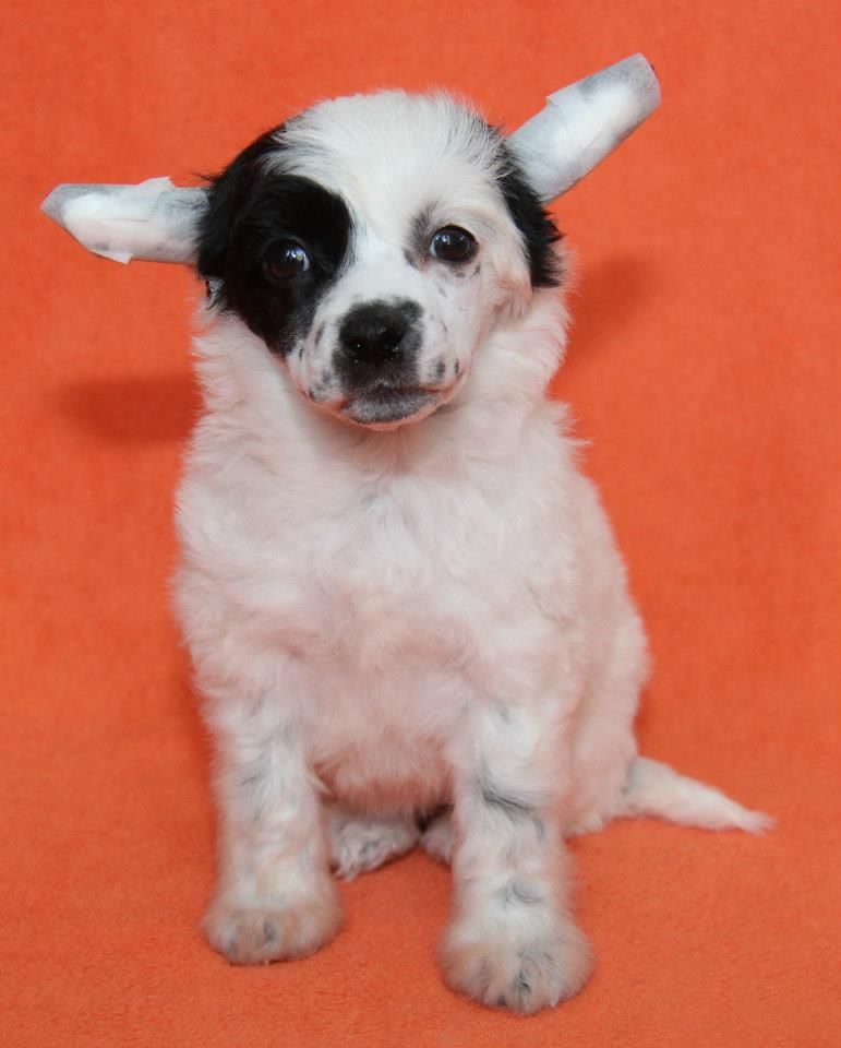 Pikalo Canine's Sarah Bernard